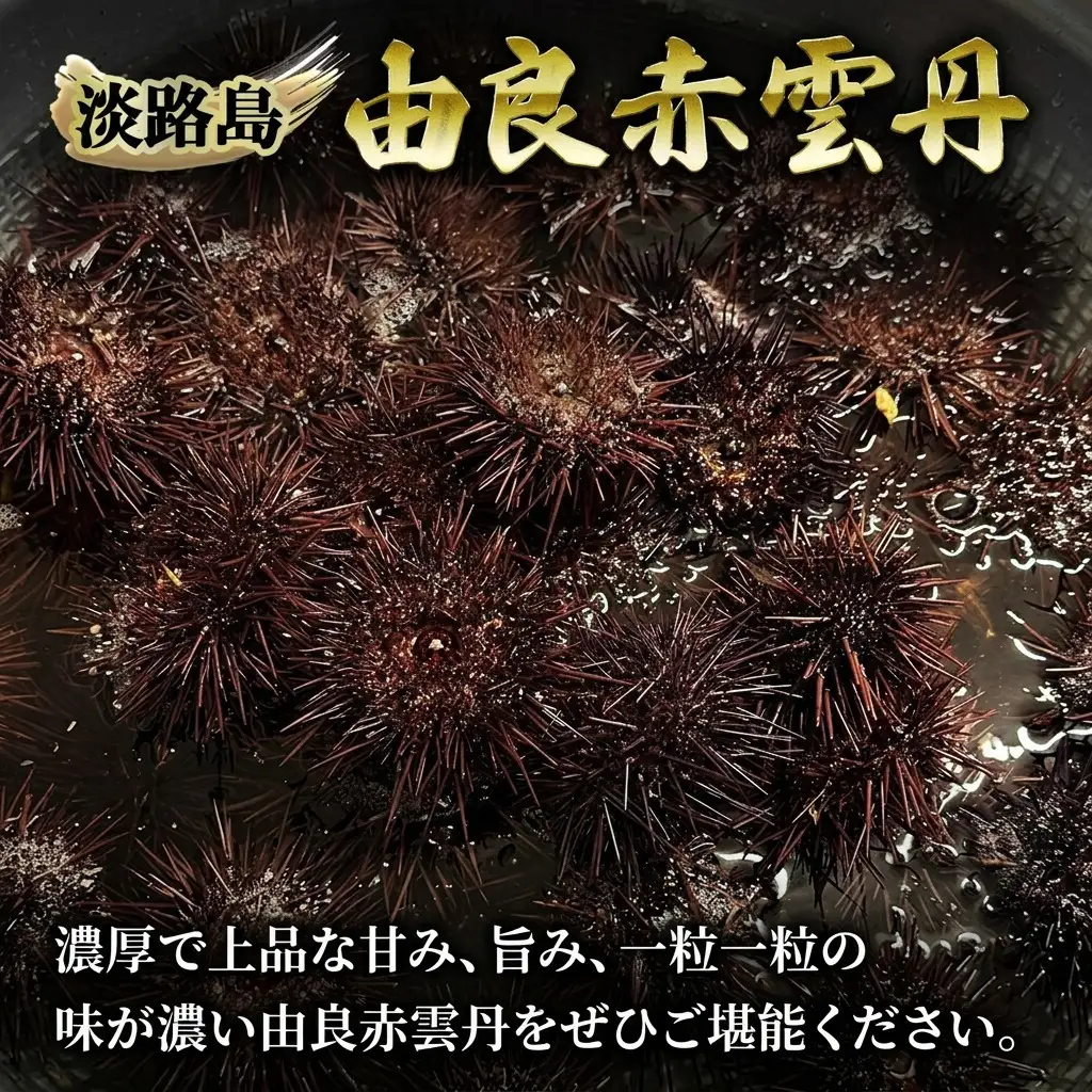 うに 由良産 赤ウニ 70g ミョウバン不使用 うに
