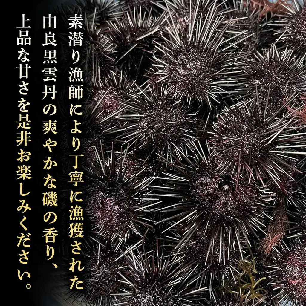 うに 由良産 黒ウニ 50g 5枚 木箱 うに