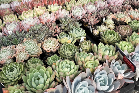 《9月下旬より順次発送》多肉植物 苗 おまかせ 5ポット★多肉植物専用土1パック付きで初心者も安心！｜先行受付 ガーデニング [0994]