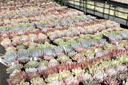 《9月下旬より順次発送》多肉植物 苗 おまかせ 24ポット★多肉植物専用土2パック付きで初心者も安心！｜先行受付 ガーデニング [0995]