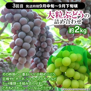 【フルーツ定期便】【令和9年産】 さくらんぼ・メロン・大粒ぶどうの詰合せ (計3回) 山形県鶴岡産 産直あぐり 