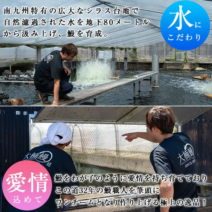 大楠＜中＞ うなぎ 蒲焼 4尾 セット 計520g(130g×4) b5-171