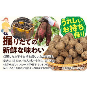 1284.【要予約 大人1名様用】北栄町 お芋収穫体験　長芋・ねばりっこ・とっくり芋・里芋・さつまいも　掘ったお芋5kg付き