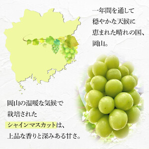 2026年 家庭用 岡山県産  シャインマスカット 1.5kg以上 摘み落とし＜9月以降発送＞