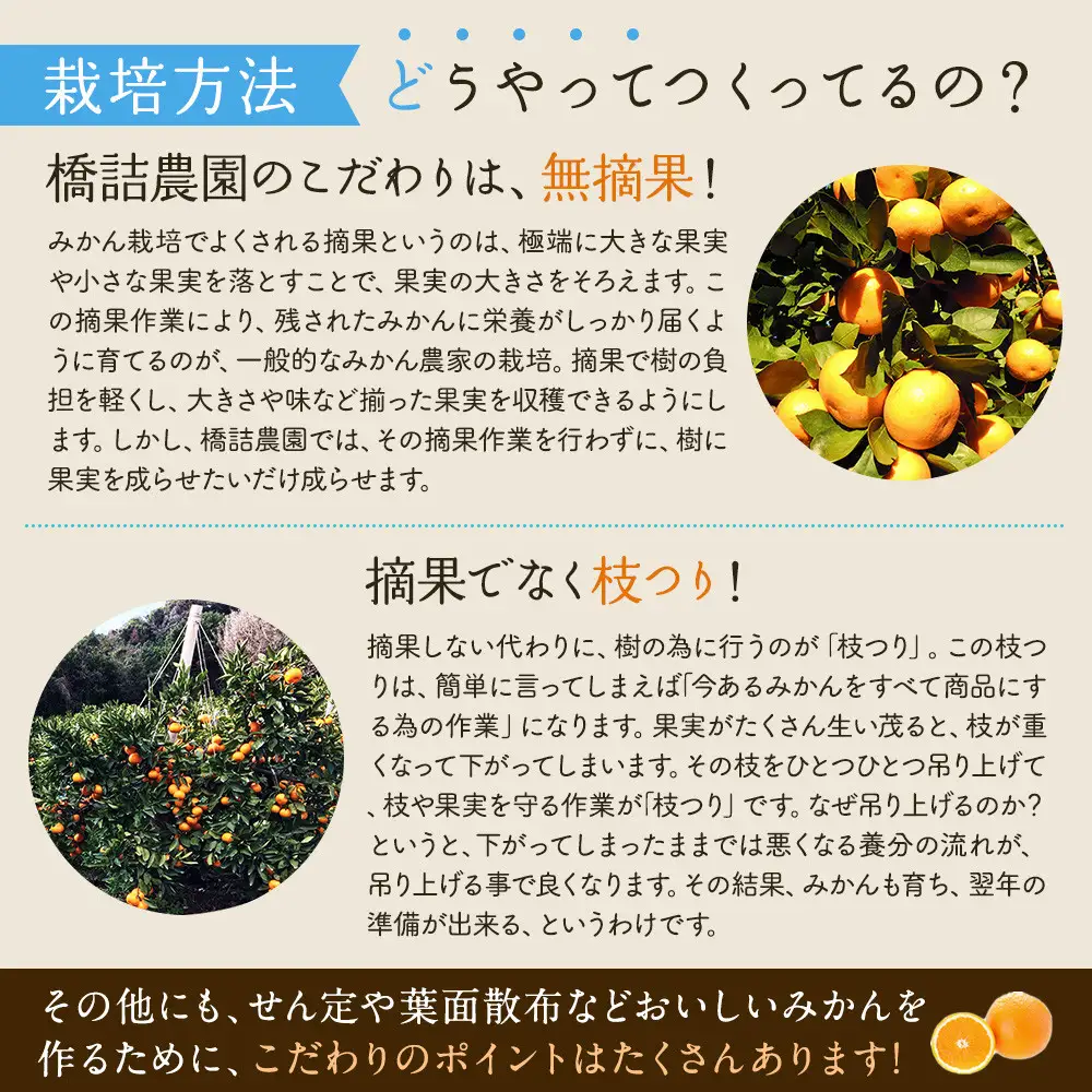 ※先行予約・2026年9月下旬発送開始予定※ 和歌山産 極早生みかん 10kg 3S～Sサイズおまかせ ［YN-26］ 橋詰農園