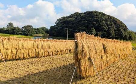 【令和7年産】福岡県 糸島市産 白米 ヒノヒカリ (掛け干し米) 5kg  糸島市 / 谷川農園 コメ 米 掛干し米[AVQ005]