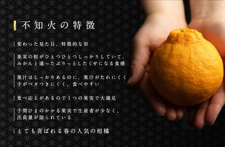 大玉 不知火 3kg(デコポンと同一品種)【2027年2月下旬から4月下旬頃順次発送予定】デコポン