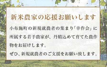 先行受付【訳あり】ピオーネ 約1kg 2～3房 2026年9月中旬～10月下旬発送予定［新規就農者応援コース 幸作会］果物 フルーツ ぶどう 不揃い 規格外 定長野県産 信州産 冷蔵便 小布施町［K-519］