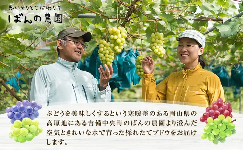 ぶどう 2026年 先行予約 ニュー ピオーネ 2房 約900g   岡山県産 ピオーネ