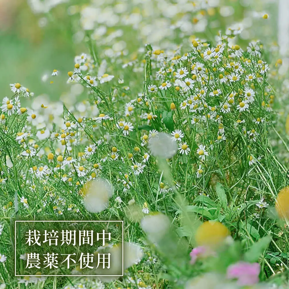 壱岐島の実り 旬摘みフラワーティー アソート 6パック 《壱岐市》【Island Kiss Innocent】[JGJ001]