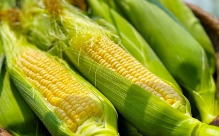 【先行予約】とうもろこし ゴールドラッシュ 5本～8本入 （ 約2kg ） フルーツコーン 甘い 野菜 トウモロコシ 冷蔵 【 2027年5月下旬～6月下旬発送予定 】