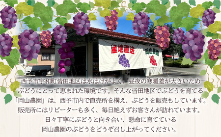 ＜ベリーA 約2kg＞果物 くだもの フルーツ 葡萄 ブドウ やわらかい 果実 青果 やさしい甘さ 甘い あまい 贈り物 岡山農園 愛媛県 西予市 冷蔵 『2026年8月中旬～9月下旬迄に順次出荷予定』UOB0003