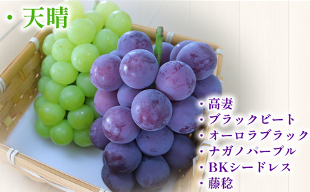 ＜青系＆黒系ぶどうセット 約1.2kg＞果物 くだもの フルーツ 大粒 大きい 食べ応え 葡萄 ブドウ 果肉 果実 青果 濃厚 甘み 甘い 食べ比べ 贈り物 贈答 岡山農園 愛媛県 西予市 冷蔵 『2026年8月中旬～9月下旬迄に順次出荷』UOB0005