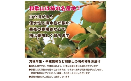 たねなし 柿 家庭用 訳あり 5kg【刀根早生・平核無柿（ひらたねなしかき）】 ｜ 柿