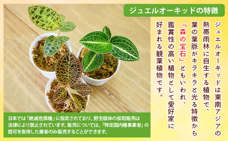 ＜ジュエルオーキッドのテラリウムキット＞コケ 苔 シダ インテリア ガーデニング 園芸 グリーン 緑 植物 キット栽培 作成キット 自作キット ハンドメイド 育成 観葉植物 西予苔園 愛媛県 西予市 【常温】『1か月以内に順次出荷』NKK0011