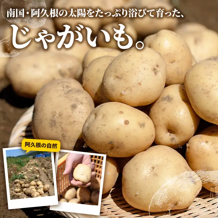 ＜先行予約受付中！2026年12月以降順次発送予定＞じゃがいも ニシユタカ(5kg) 国産 鹿児島県産 阿久根市産 じゃがいも ジャガイモ 芋 ポテト にしゆたか 野菜 期間限定 数量限定 ポテトサラダ コロッケ 常温 常温配送 【慶越農園】akn107-09