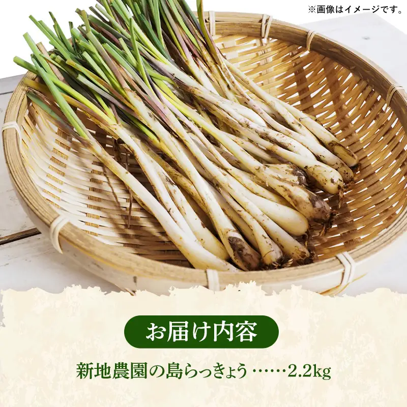 【先行受付】新地農園 沖縄県産 島らっきょう 約2.2kg - 生らっきょう 国産 先行予約 塩漬け 浅漬け 甘酢漬け 漬物 天ぷら チャンプルー 土付き おすすめ 送料無料 八重瀬町