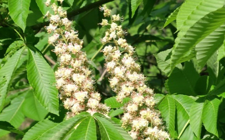 三浦養蜂場 会津産とちの蜂蜜「なめてみらんしょ」500g　【07208-0799】
