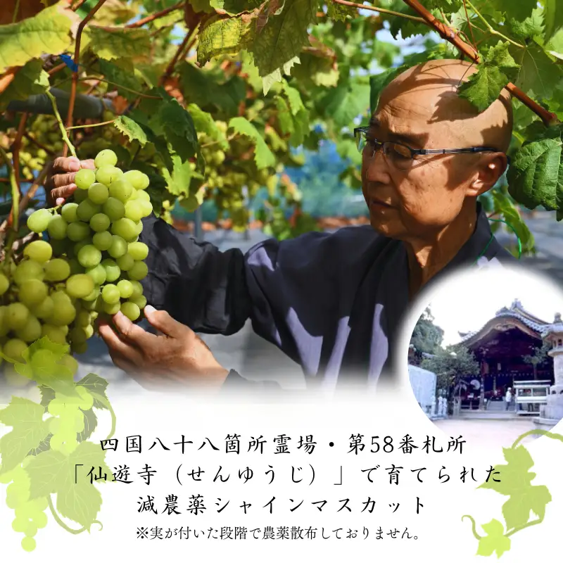 【先行予約】仙遊寺 シャインマスカット 約2kg（家庭用）