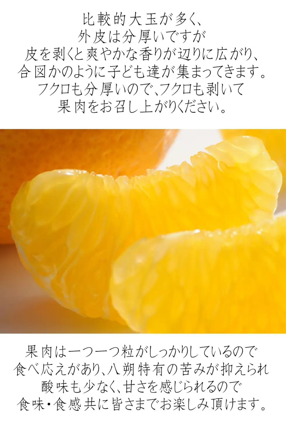 八朔 10kg 赤秀 木成り八朔［Mg70］