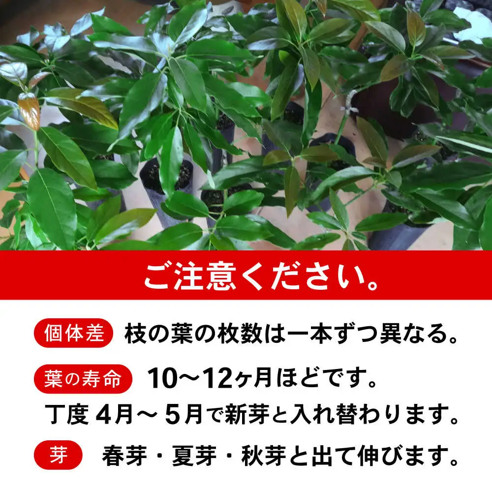 アボカド苗木 80?100cm 品種【ベーコン】 2年生苗 長崎県産 耐寒 / アボカド 苗木 国産 苗 定植 あぼかど / 諫早市 / アボカド長崎農園[AHEA005]