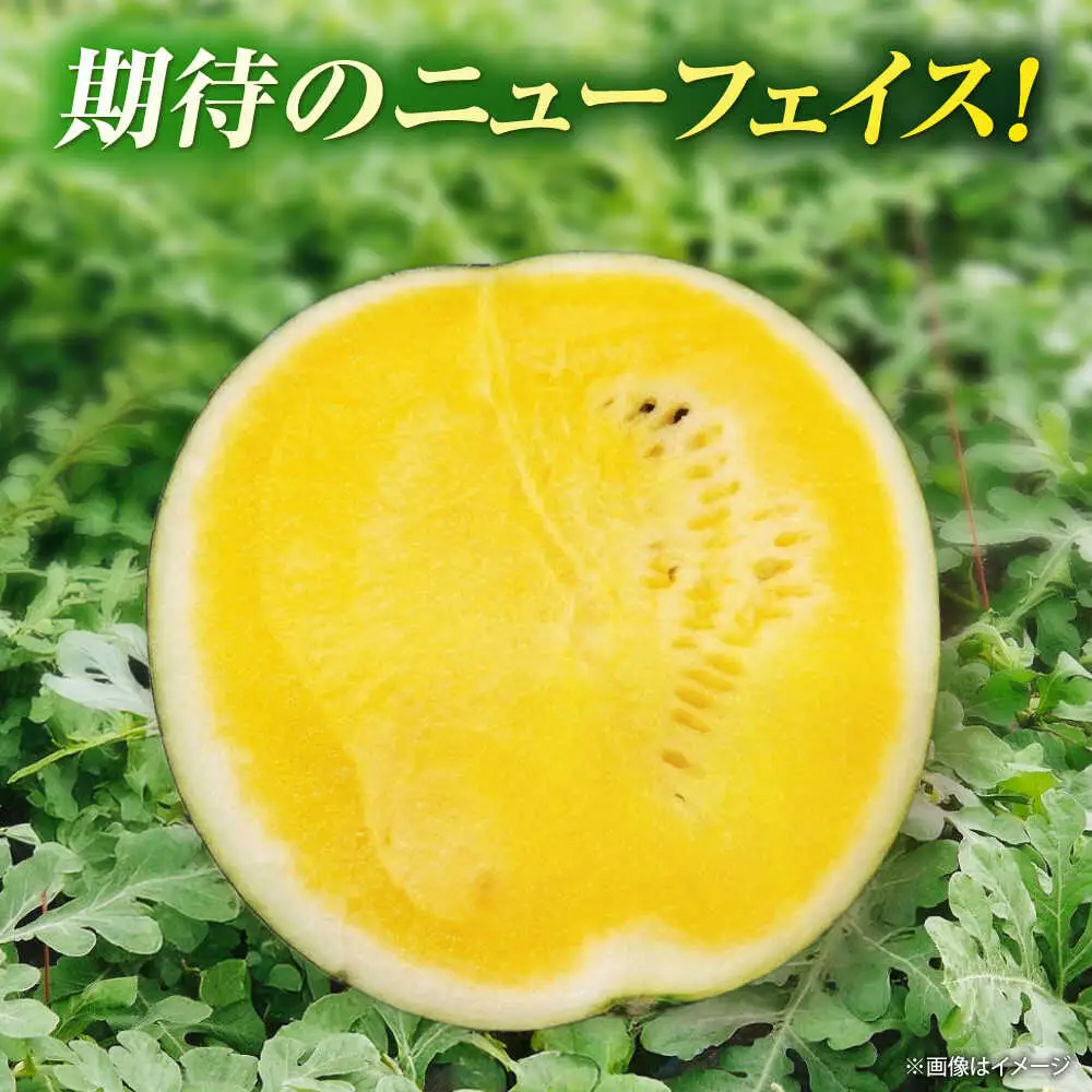 【先行予約】 山鹿の恵み! 黄肉大玉スイカ 匠の育てたムーンフラッシュ　(約8kg前後×1玉)【きもと農園】 熊本県 [ZFQ005]
