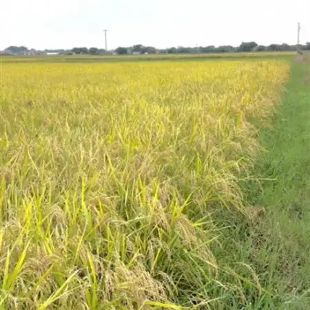 【令和7年産】初霜(源種)　7分づき20kg　(栽培期間中農薬・化学肥料不使用)【1721473】