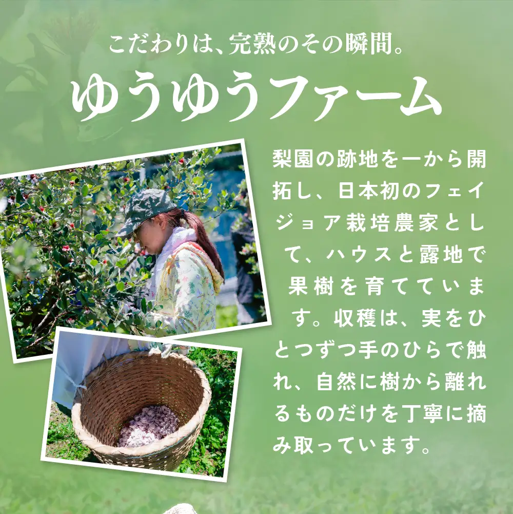 【先行予約】フェイジョア 果実 (大玉)  6個入り