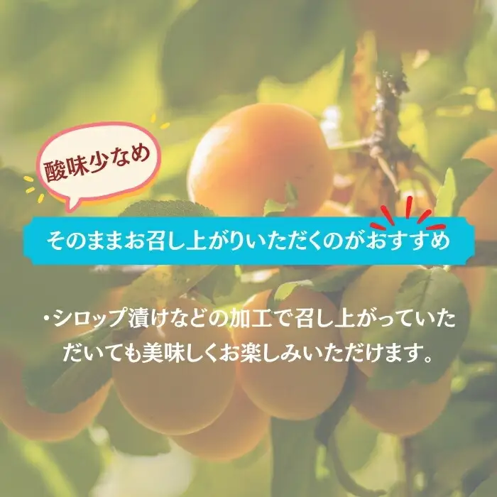 【2027年先行予約】生食用あんずハーコット2kg（約500g×4パック）| あんず