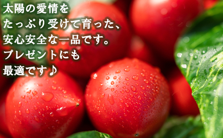 野菜ジュース 4本 フルーツトマト 約500g 野菜ソムリエ mj-0033