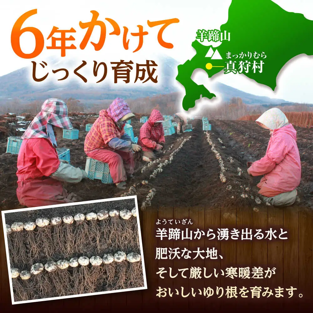 【2026年11月上旬以降発送】 ゆり根 Lサイズ 約2kg | ゆり根 ゆりね 野菜 冬野菜 産地直送 北海道 | 道の駅 真狩フラワーセンター[BPAM002]