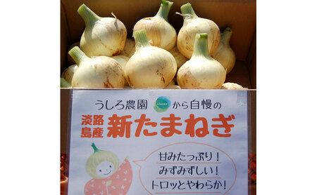 新玉ねぎ 淡路島産 3kg 早生 うしろ農園 新玉ねぎ