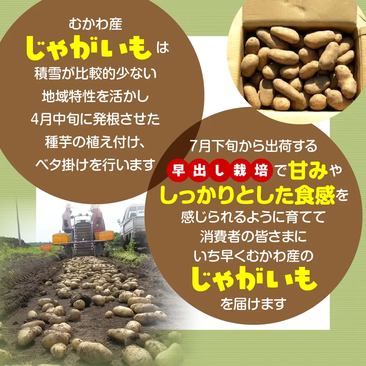 ＜2026年8月上旬より発送＞ばれいしょ MKWAL2001