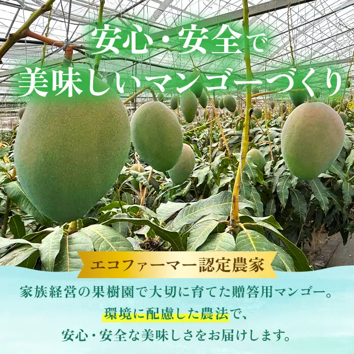 《2026年夏発送》【贈答用】宮古島産キーツマンゴー 1.6kg｜ミナバ果樹園（KM07）