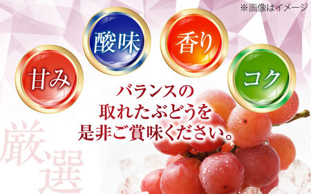 【先行予約】厳選ぶどう詰め合わせ（種無し） 約2kg 3-5房入 BKAD041 ぶどう