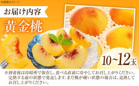 【先行予約】 黄金桃 10-12玉入り BKAD080 桃