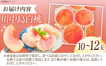 【先行予約】川中島白桃 10-12玉入り BKAD084 桃