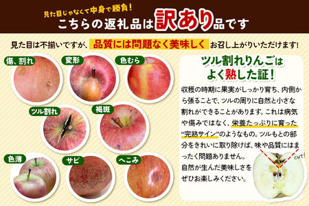 りんご 葉とらずサンふじ 訳あり 約10kg【12月発送】りんご