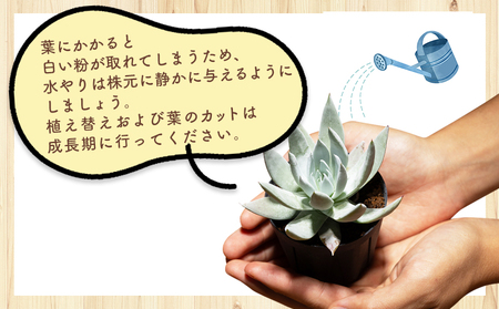 多肉植物 クサンチ ダドレア 多肉植物  cc-0001