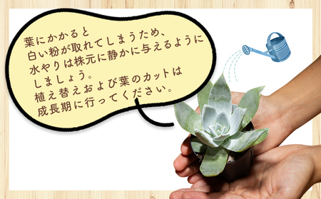 多肉植物 ブリトニー（仙女盃） ダドレア 多肉植物 cc-0020
