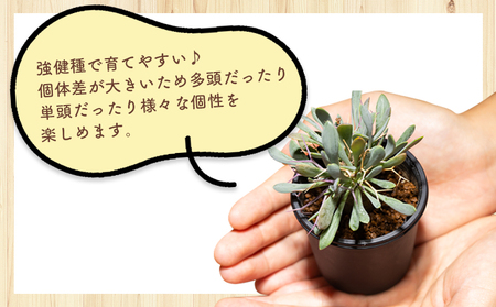 塊根植物 ユーフォルビオイデス オトンナ 塊根植物 cc-0003