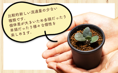塊根植物 インターメディア オトンナ 塊根植物  cc-0004