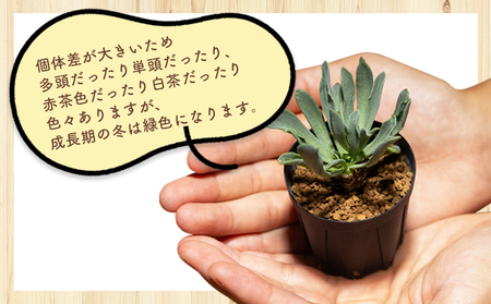 塊根植物 レピドカウリス オトンナ cc-0005