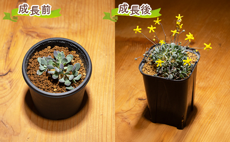 塊根植物 カカリオイデス オトンナ 塊根植物 cc-0010