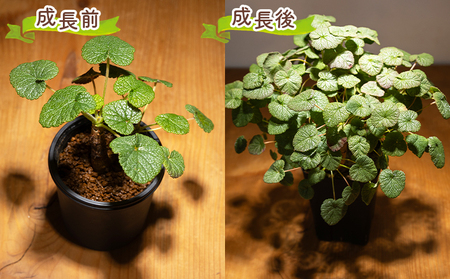 塊根植物 コチレドニス ペラルゴニウム 塊根植物 cc-0012
