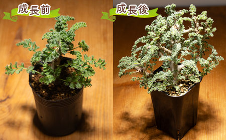 多肉植物 アルテルナンス ペラルゴニウム 多肉植物 cc-0015