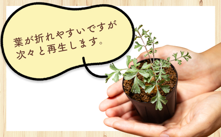 多肉植物 パキポディウム ペラルゴニウム 多肉植物 cc-0016
