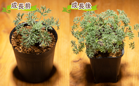 塊根植物 ヒストリクス ペラルゴニウム 塊根植物 cc-0018