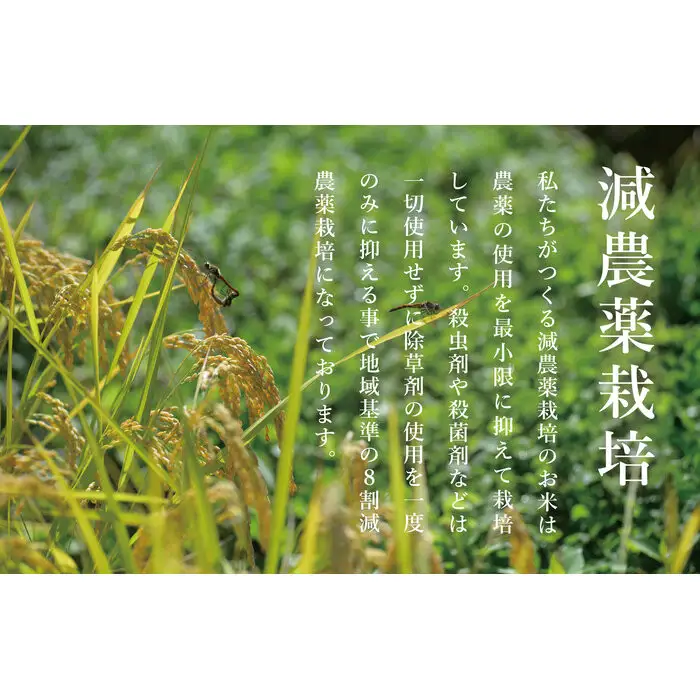 【令和8年 新米】関智晴がつくる南魚沼塩沢産コシヒカリ5kg 8割減農薬栽培米 | コシヒカリ