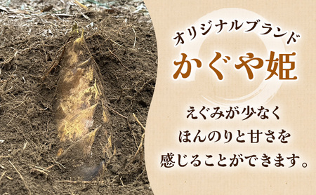 【2027年3月下旬より順次発送】森町産朝掘りたけのこ1.5kg前後 たけのこ 筍 タケノコ 春の味覚 こだわり 朝堀り 当日出荷 かぐや姫 甘い 静岡県 森町